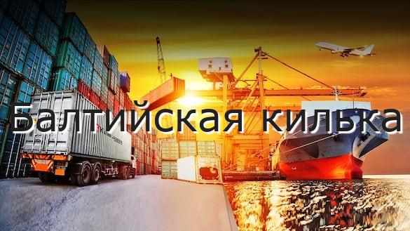 Балтийская килька